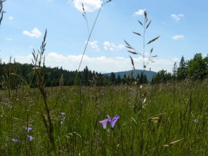 beskid_50