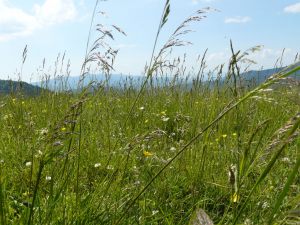 beskid_64