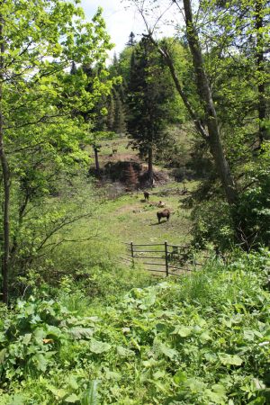 bieszczady_026